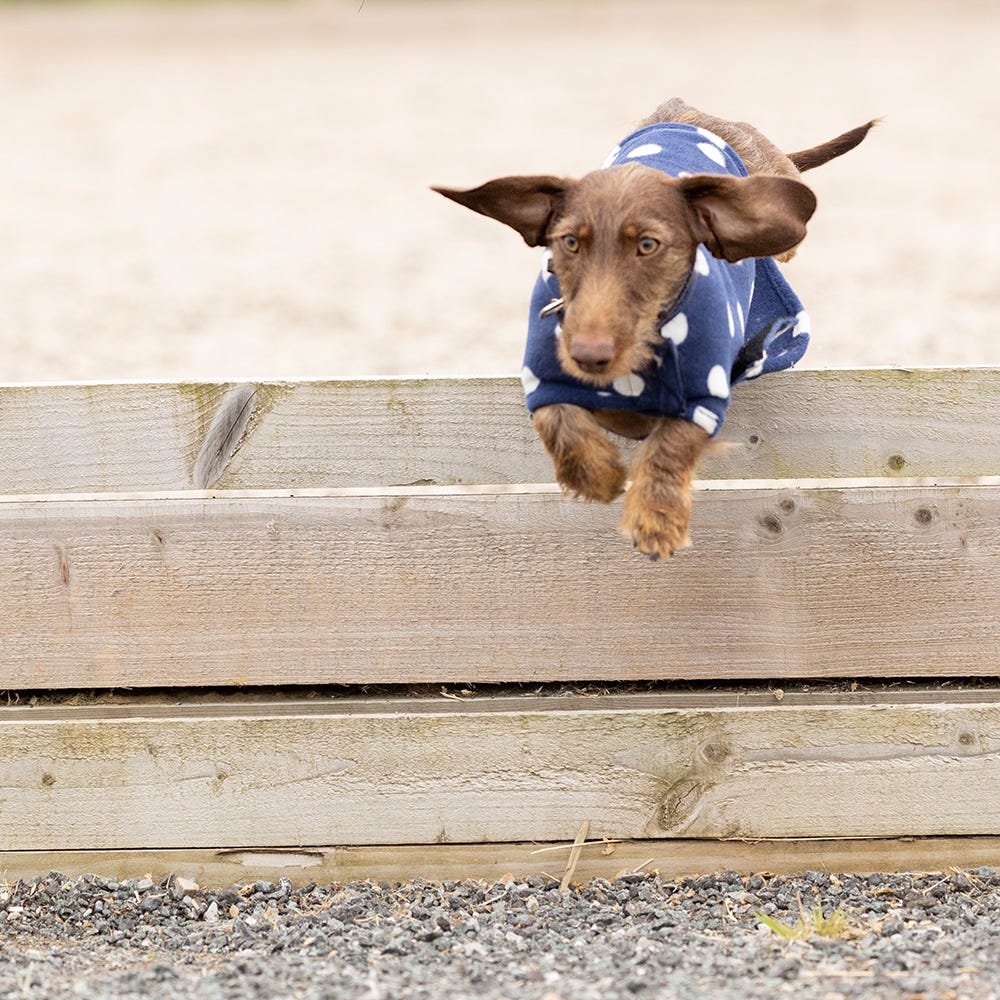 Supreme Products Dotty Fleece Dog Coat image 2